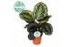 Calathea medaillon Calathea Medallion p14 