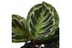 Calathea medaillon Calathea Medallion p14 