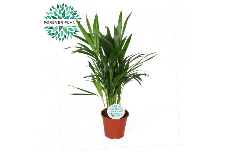 Dypsis lutescens Areca Dypsis lutescens p14 15 pp 