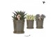 Succulenten mix Kolibri Greens Succulenten mix in Flower pot green1 pp 
