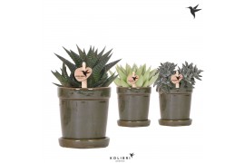Succulenten mix Kolibri Greens Succulenten mix in Flower pot green1 pp