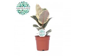 Ficus elastica tineke Elastica Tineke p17 1 pp