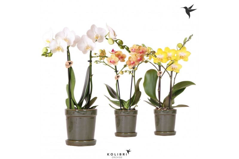 Phalaenopsis multiflora Kolibri Orchids Phalaenopsis mix 2 spike in Fl 