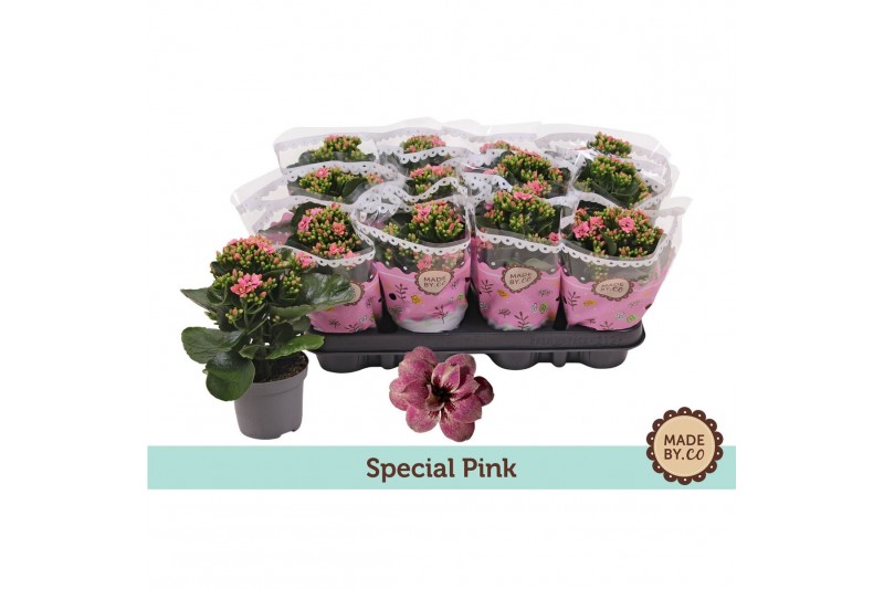 Kalanchoe blossfeldiana Tiger Majestic Pinkwh Kalanchoë Special Specia 