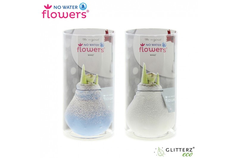 Hippeastrum gewaxt No Water Flowers® Frozen mix in Koker2 tak/plnt 