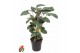 Calathea Calathea Green Flag1 pp zonder bloem bl. 