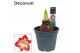 Hippeastrum Exotic Striped 2/3 Knop Bolmaat 36-40 (Decorum) 
