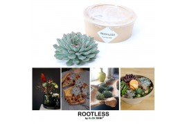 Arrangementen succulenten ROOTLESS Echeveria pulidonis 12-14 cm kraft 