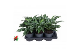 Aglaonema maria Aglaonema Maria3 pp
