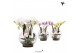 Phalaenopsis mix Kolibri Orchids Phalaenopsis Roots mix in glas bowl t 