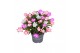 Schlumbergera mix QUATTROLORE - Decorum 70 bl. 