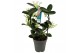 Stephanotis floribunda Stephanotis boog 7-8 tros p1278 per plant 