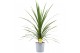 Cordyline peko Cordyline Australis Verde1 pp 