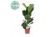 Ficus lyrata Ficus Lyrata p17 1 pp 