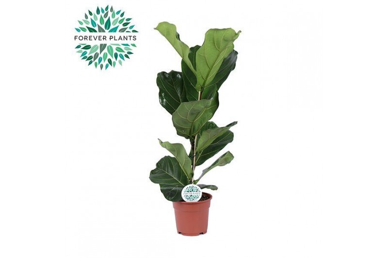 Ficus lyrata Ficus Lyrata p17 1 pp 