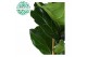 Ficus lyrata Ficus Lyrata p17 1 pp 