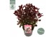 Cotinus coggygria Cotinus cog. Lilla ® 