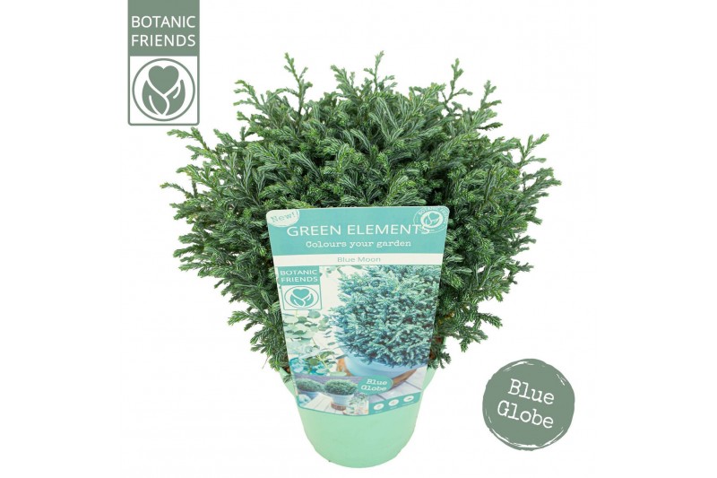 Chamaecyparis pisifera Chamaecyparis pisifera Blue Moon 