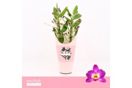 Dendrobium nobile star class akatsuki Dendrobium Nobilé, Akatsuki 2-sp