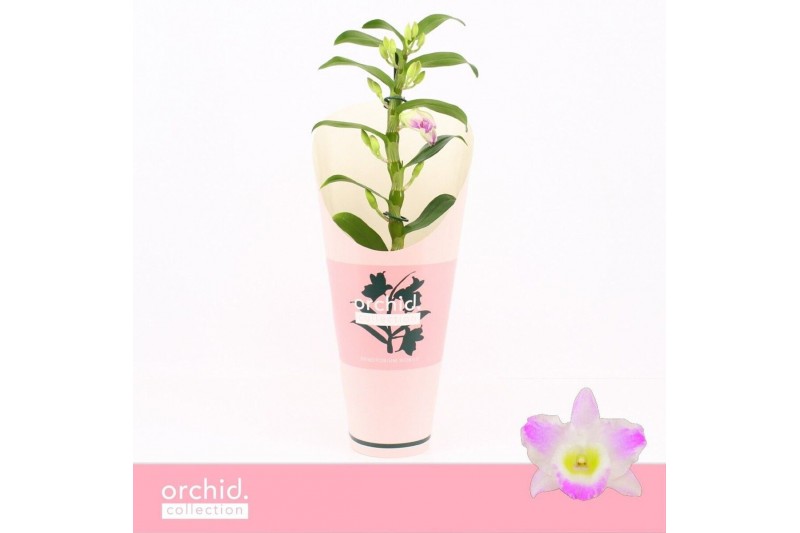 Dendrobium spring dream pandora Dendrobium Nobilé, Pandora 1-spike Com 