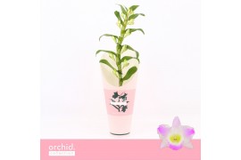 Dendrobium spring dream pandora Dendrobium Nobilé, Pandora 1-spike Orc