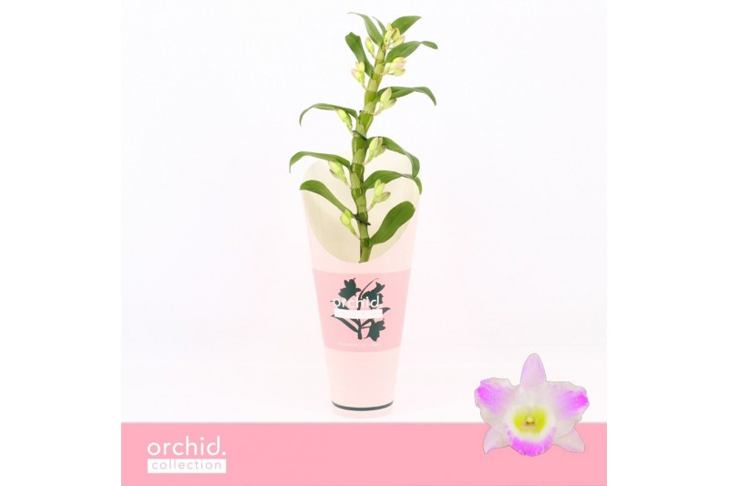 Dendrobium spring dream pandora Dendrobium Nobilé, Pandora 1-spike Orc 