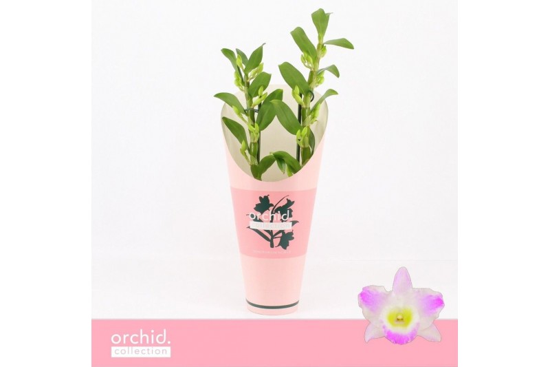 Dendrobium spring dream pandora Dendrobium Nobilé, Pandora 2-spike Com 