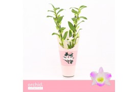 Dendrobium spring dream pandora Dendrobium Nobilé, Pandora 2-spike Orc