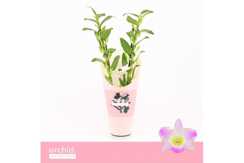 Dendrobium spring dream pandora Dendrobium Nobilé, Pandora 2-spike Orc 