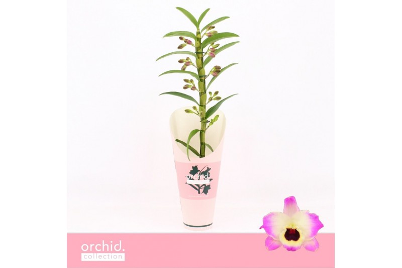 Dendrobium nobile sunny eyes Dendrobium Nobilé, Sunny Eyes 1-spike Orc 