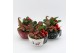 Arrangementen kerst XMAS-25021M Kerst creatie 2 pp 