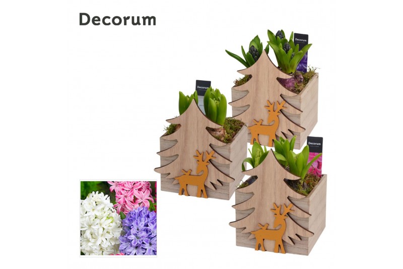 Arrangementen hyacinthus Hyacint Deer in the Wood HL13182 [PURE] 3 pp  