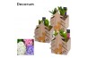 Arrangementen hyacinthus Hyacint Deer in the Wood HL13182 [PURE] 3 pp 