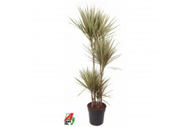 Dracaena marg. bicolor Dracaena Bicolor 90-60-30-154 pp