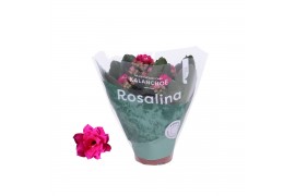 Kalanchoe blossfeldiana rosalina don victorio Kalanchoe Rosalina 06cm 