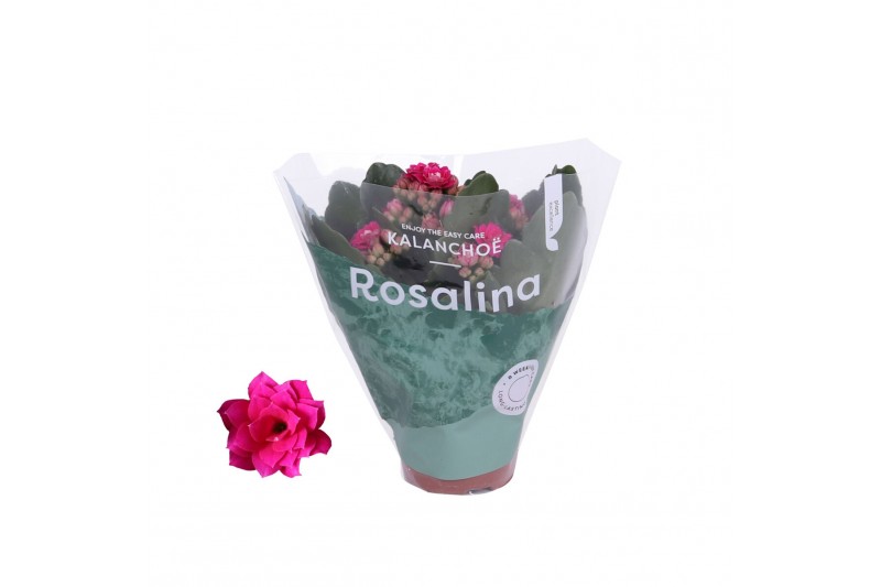 Kalanchoe blossfeldiana rosalina don victorio Kalanchoe Rosalina 06cm  