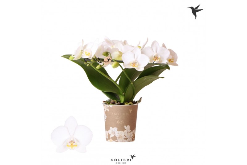 Phalaenopsis multiflora wit Kolibri Orchids Phalaenopsis Halo white24  