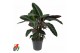 Calathea warscewiczii Calathea Warscewiczii1 pp zonder bloem bl. 