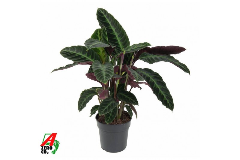 Calathea warscewiczii Calathea Warscewiczii1 pp zonder bloem bl. 