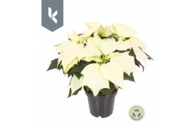 Euphorbia pul. alaska Poinsettia Alaska3 bl.