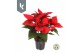 Euphorbia pul. christmas universe Poinsettia selectie Rood3 bl. 1 pp 
