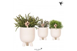 Rhipsalis mix Kolibri Greens Rhipsalis mix in Gummy pot travertine1 pp