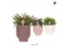 Rhipsalis mix Kolibri Greens Rhipsalis mix in Beach pot mix1 pp 