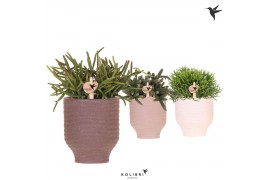 Rhipsalis mix Kolibri Greens Rhipsalis mix in Beach pot mix1 pp