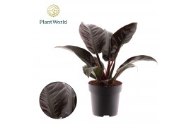 Philodendron imperial red Philodendron Imperial Red 1 pp