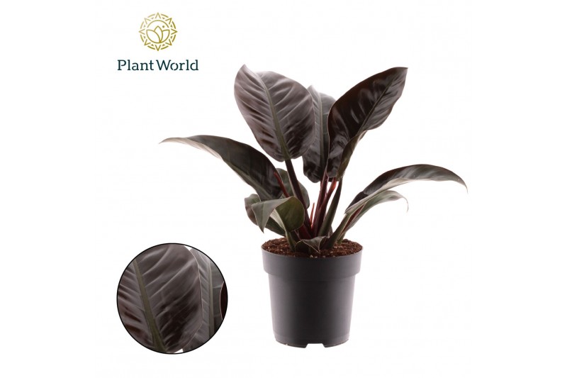 Philodendron imperial red Philodendron Imperial Red 1 pp 