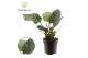Philodendron imperial green Philodendron Imperial Green 1 pp 