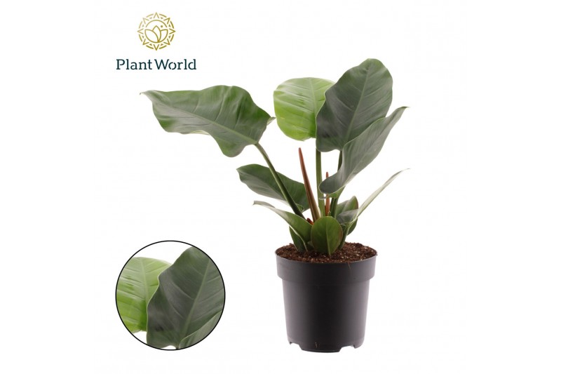 Philodendron imperial green Philodendron Imperial Green 1 pp 