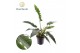 Philodendron narrow escape Philodendron Narrow Escape 3 pp 