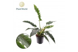 Philodendron narrow escape Philodendron Narrow Escape 3 pp